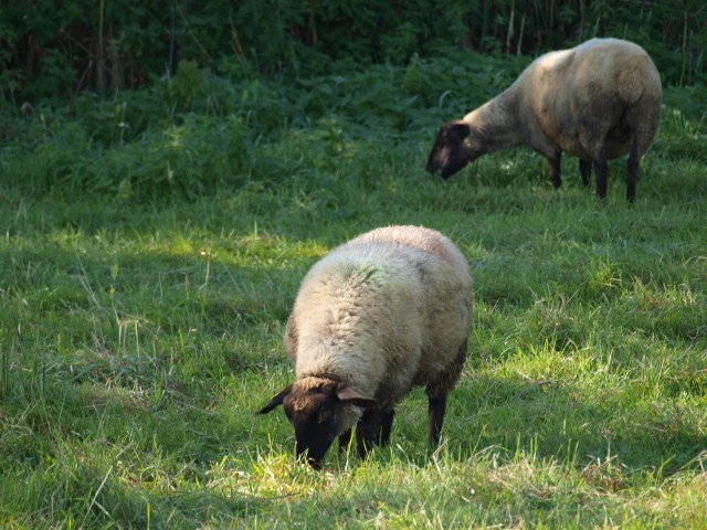 Ovečky na pastvě