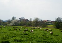 Ovčí stádo na pastvě